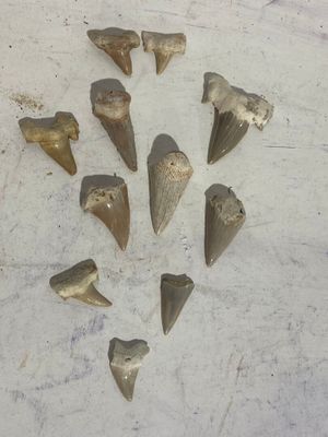 a lot of shark teeth that are on a table