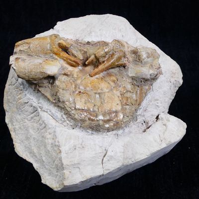 Fossiles de collection. Rare crabe fossile naturel sur gangu…