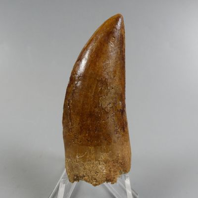 Fossiles de collection. Dent de Tyrannosaure Carcharodontosa… - Photo 1