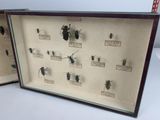 two different types of insects displayed in a display case