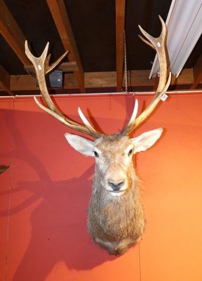 a deer head mounted on a wall in a room