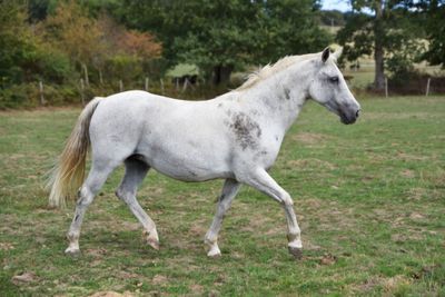 a white horse that is walking in the grass