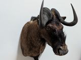 a bull head mounted on the wall of a room