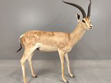 une antilope aux longues cornes, debout devant un mur gris