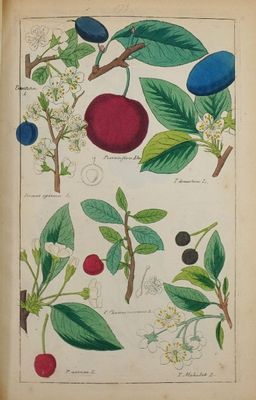 un vieux livre sur lequel figurent tout un tas de fruits différents