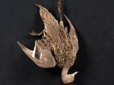 a dead bird hanging from a hook on the wall
