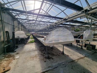 une grande serre dans laquelle poussent de nombreuses plantes