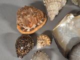 a lot of shells that are on the table