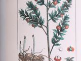 illustration d'un oranger avec ses fruits et ses racines