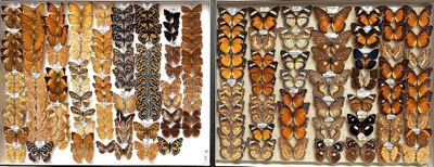 many different types of butterflies displayed in a display case