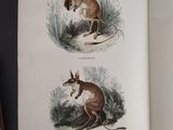 two illustrations of a kangaroo and a kangaroo standing in the grass