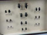 a lot of bugs that are in a display case