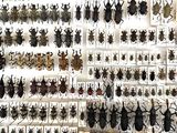 a lot of bugs that are hanging on the wall