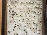 a picture of a picture of bugs in a picture frame