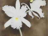 a picture of a white flower with a butterfly on it