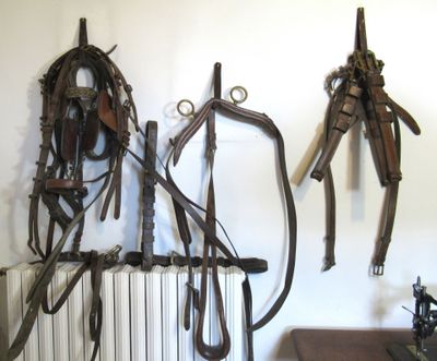 many different types of horse bridles hanging on the wall