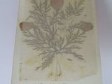 a book with a picture of a plant on it