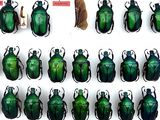 a lot of green bugs that are on display