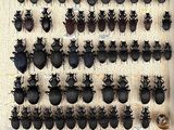 a picture of a display of black bugs on a wall