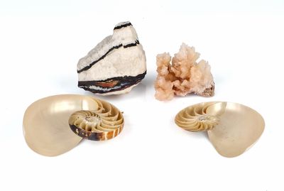 three shells and a rock on a white surface