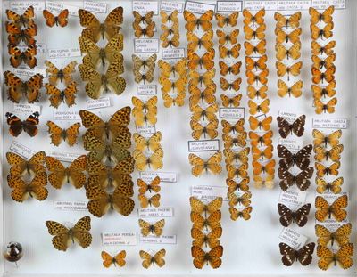 de nombreux papillons exposés dans une vitrine