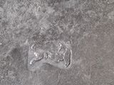 a dog ' s paw print on the concrete floor