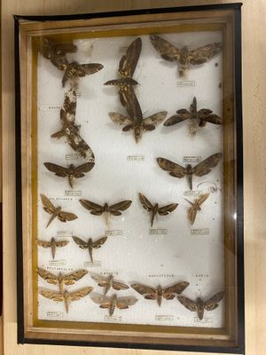 a picture of a display of moths in a glass case