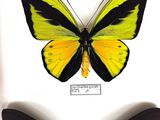 yellow and black butterfly mounted on a white surface