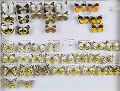 de nombreux types de papillons différents présentés dans une vitrine