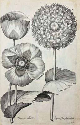 un dessin représentant deux fleurs avec des feuilles et un capitule