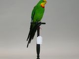 a green bird that is sitting on top of a stand