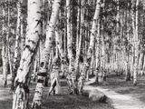 a black and white photo of a path through a forest