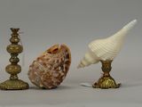 three seashells sitting next to each other on a table
