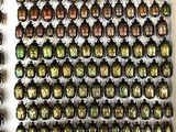 a lot of beetles that are on display in a box