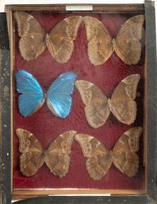 a lot of butterflies that are in a wooden box
