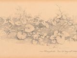 an old drawing of a bunch of flowers on a table