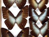 several butterflies in a wooden box on a white surface