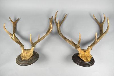 deux têtes de cerfs accrochées au mur, avec leurs bois