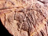 a fossil of a horse on a rock in a cave
