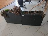 une jardinière contenant quelques plantes