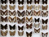 de nombreux papillons exposés dans une vitrine