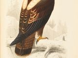 an image of a bird of prey sitting on a branch