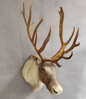une tête de cerf empaillée accrochée au mur, avec ses bois
