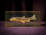 an image of a fish in a glass box on a purple surface