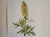 a picture of a yellow flower on a white background