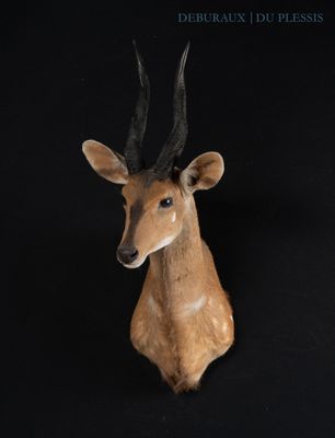 a deer head on a black background with a black background