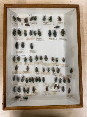 a lot of bugs that are in a wooden frame