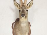 une tête de cerf accrochée au mur d'une maison