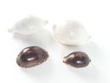 trois coquillages et une coquille sur un fond blanc