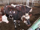 three cows standing in a pen together in the dirt